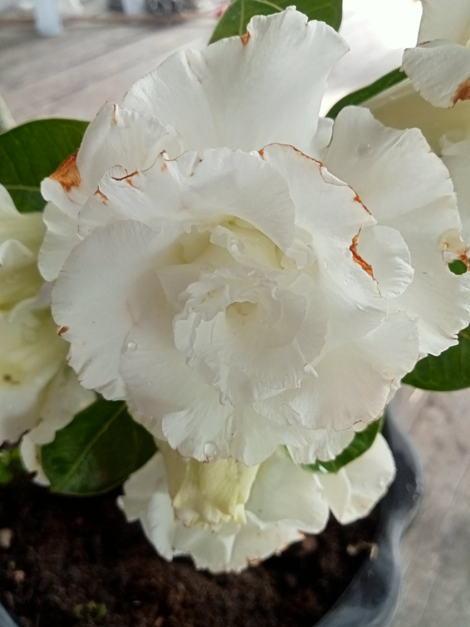 ชวนชมดอกสีขาว - Image 3