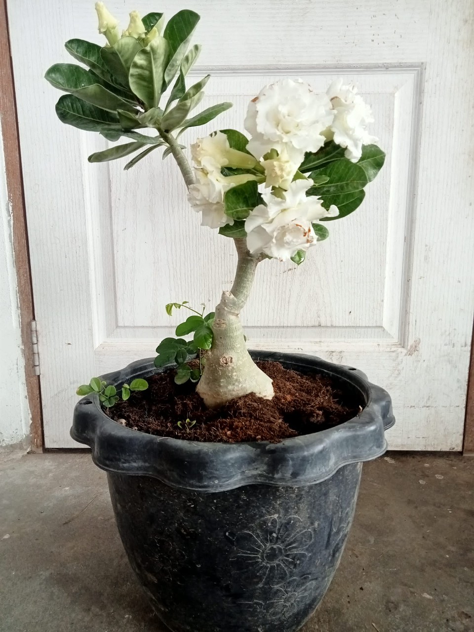 ชวนชมดอกสีขาว