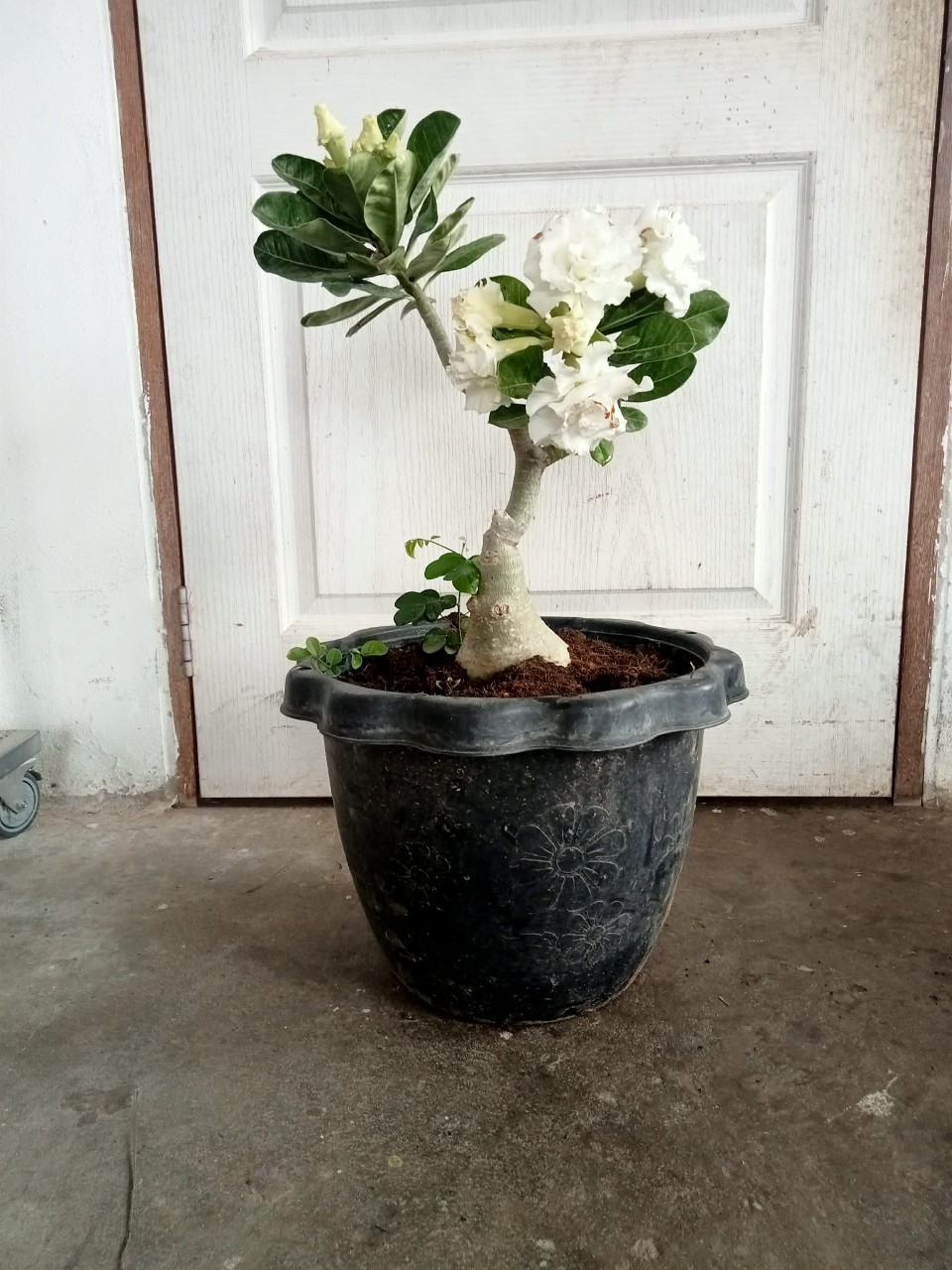 ชวนชมดอกสีขาว - Image 2